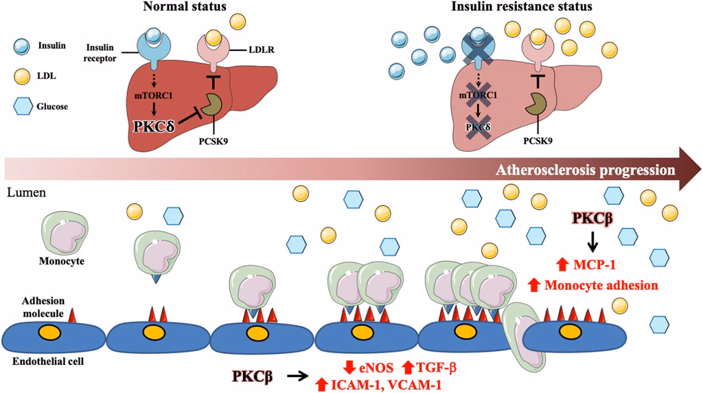 Does diabetes affect C-peptide levels?