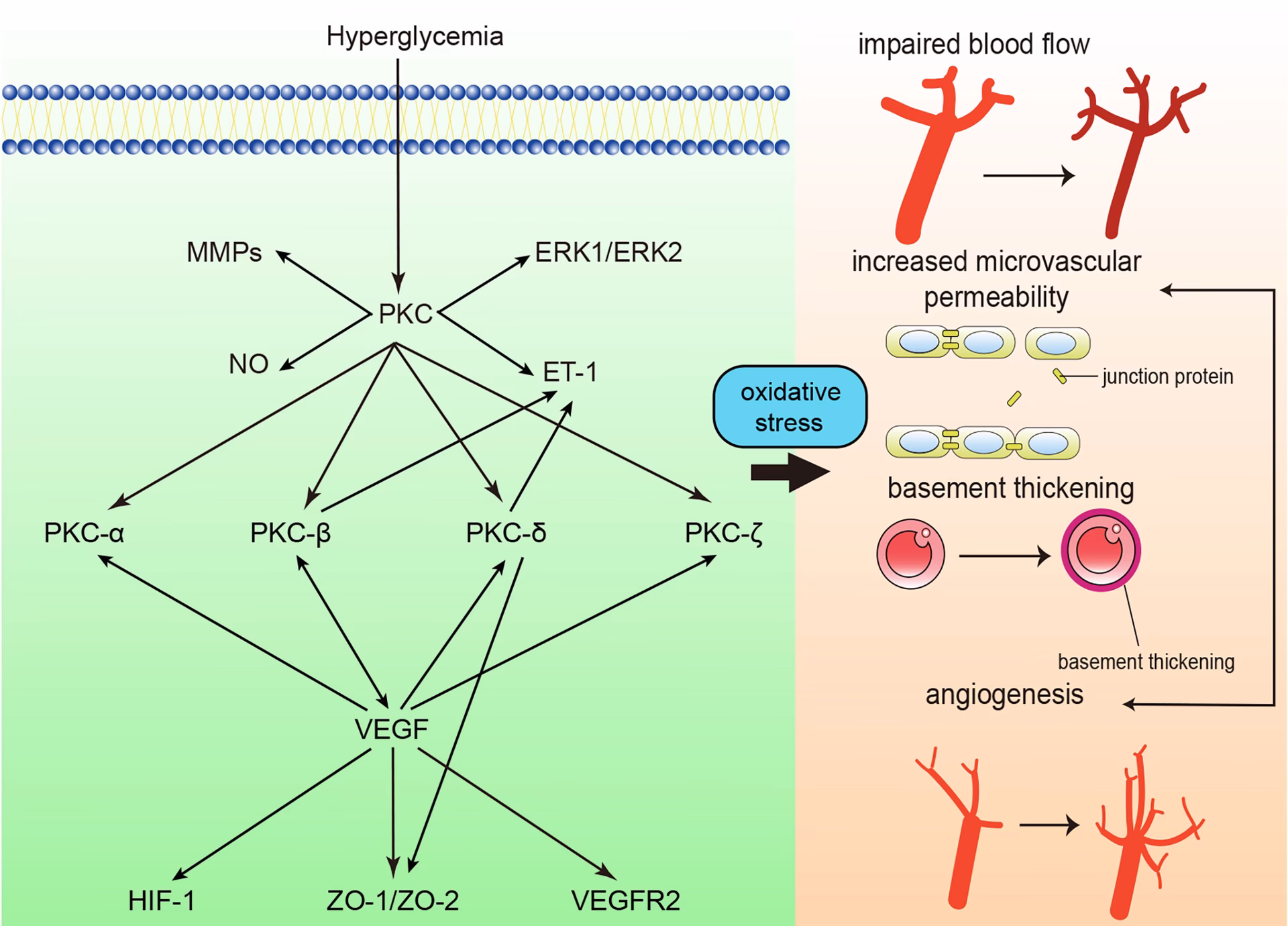 Is C-peptide a key biomarker of type 2 diabetes?