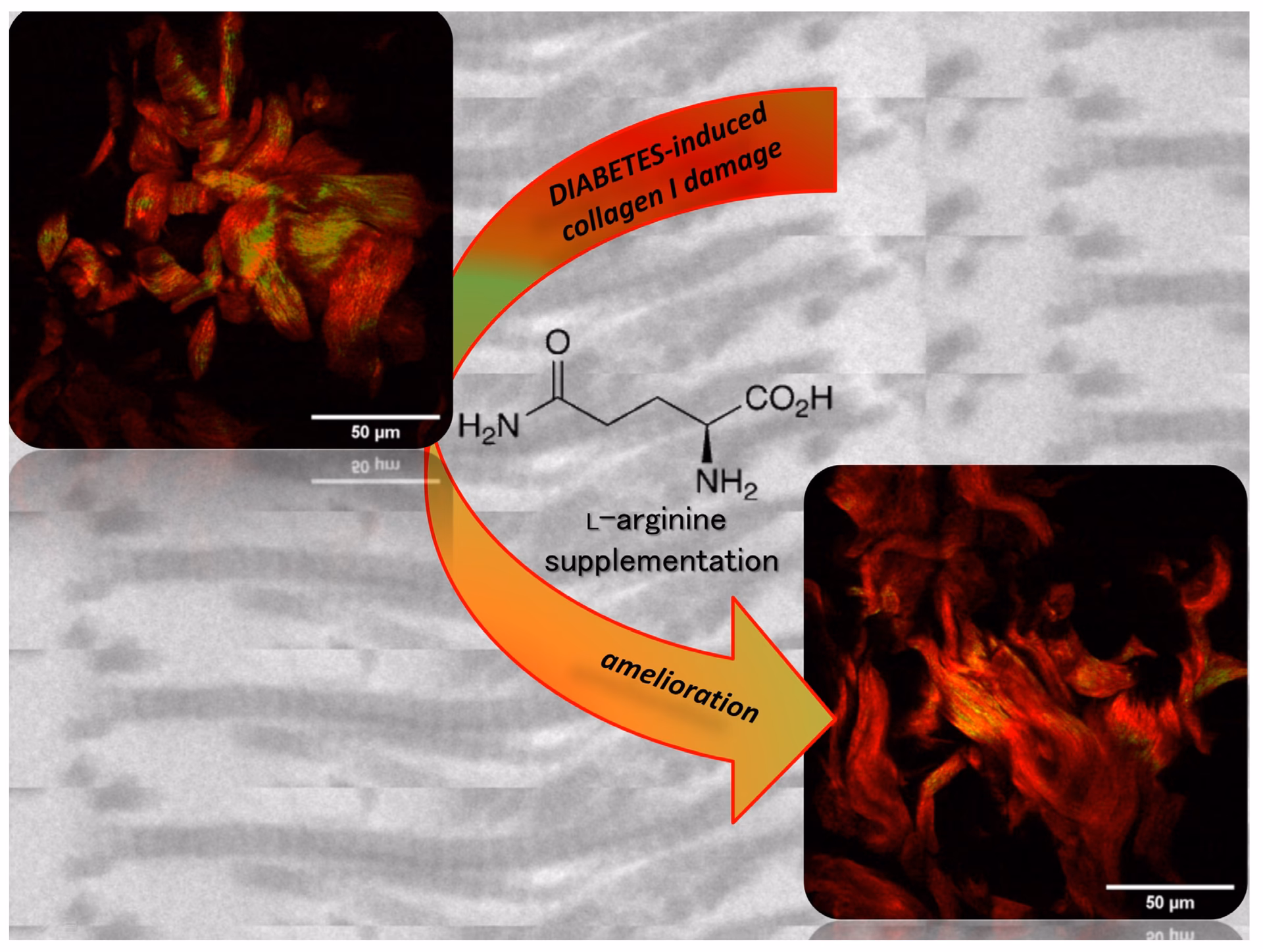 Can L arginine cause endothelial effects without changing insulin secretion?