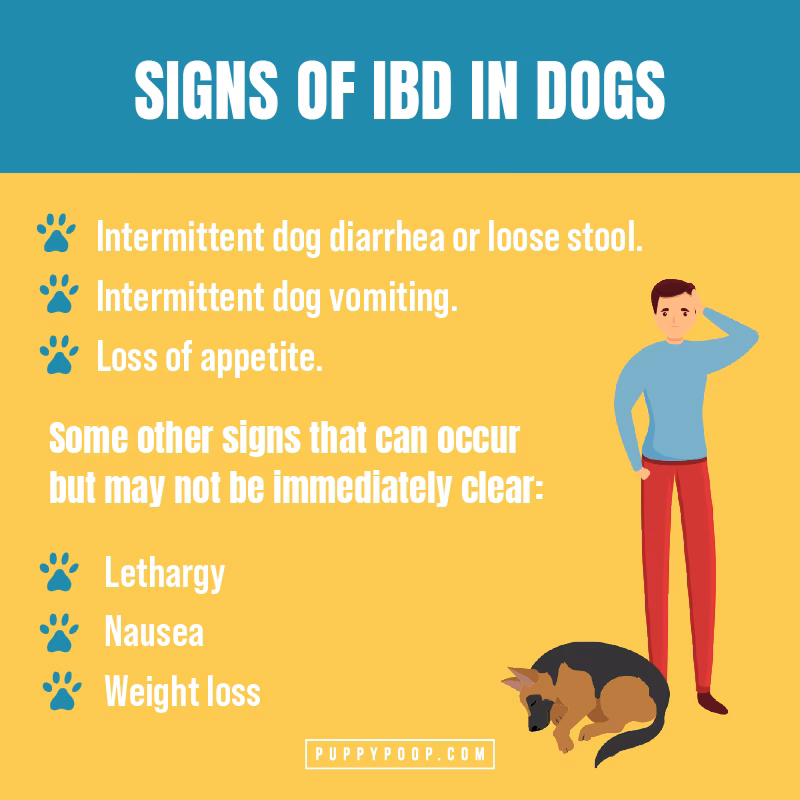 Can I give my Dog metronidazole while on prednisone?