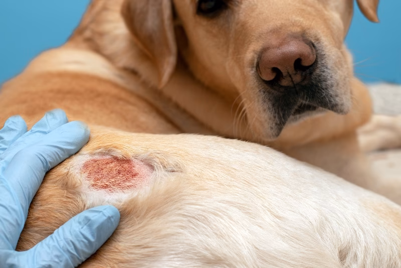 Does prednisone cause urination in dogs?