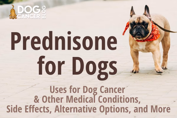 What are the side effects of prednisone in dogs?