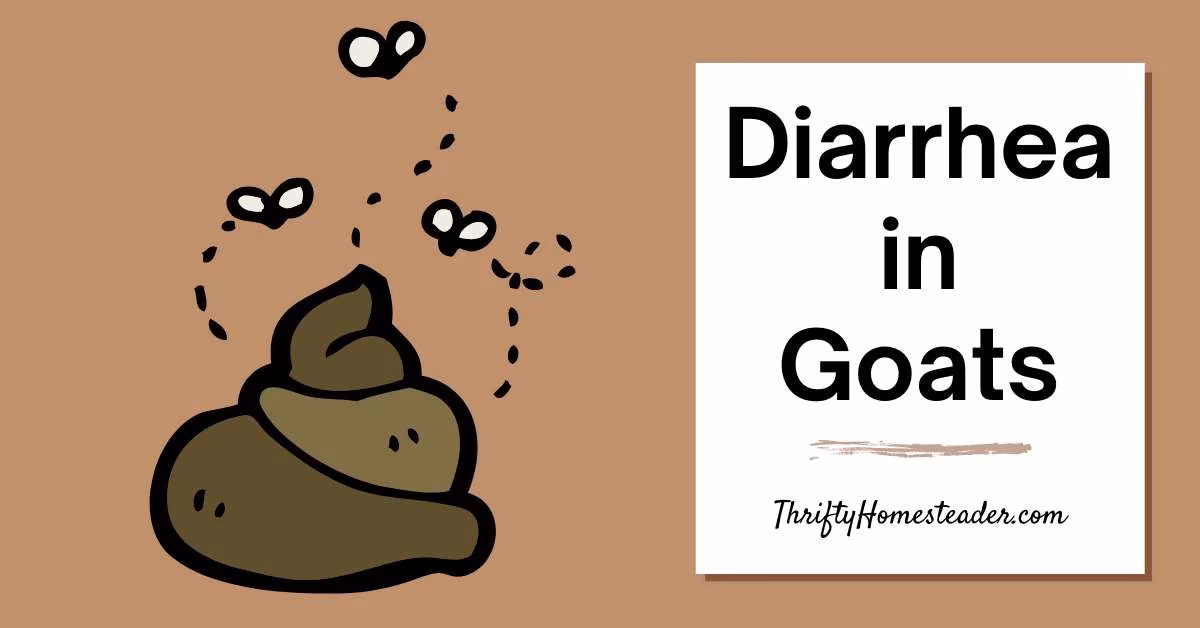 Should I give my goats anti-diarrhea medication?