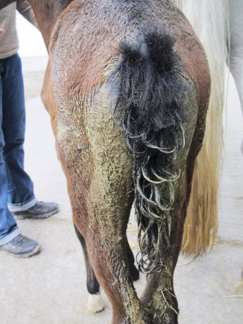 What is foal heat diarrhoea?