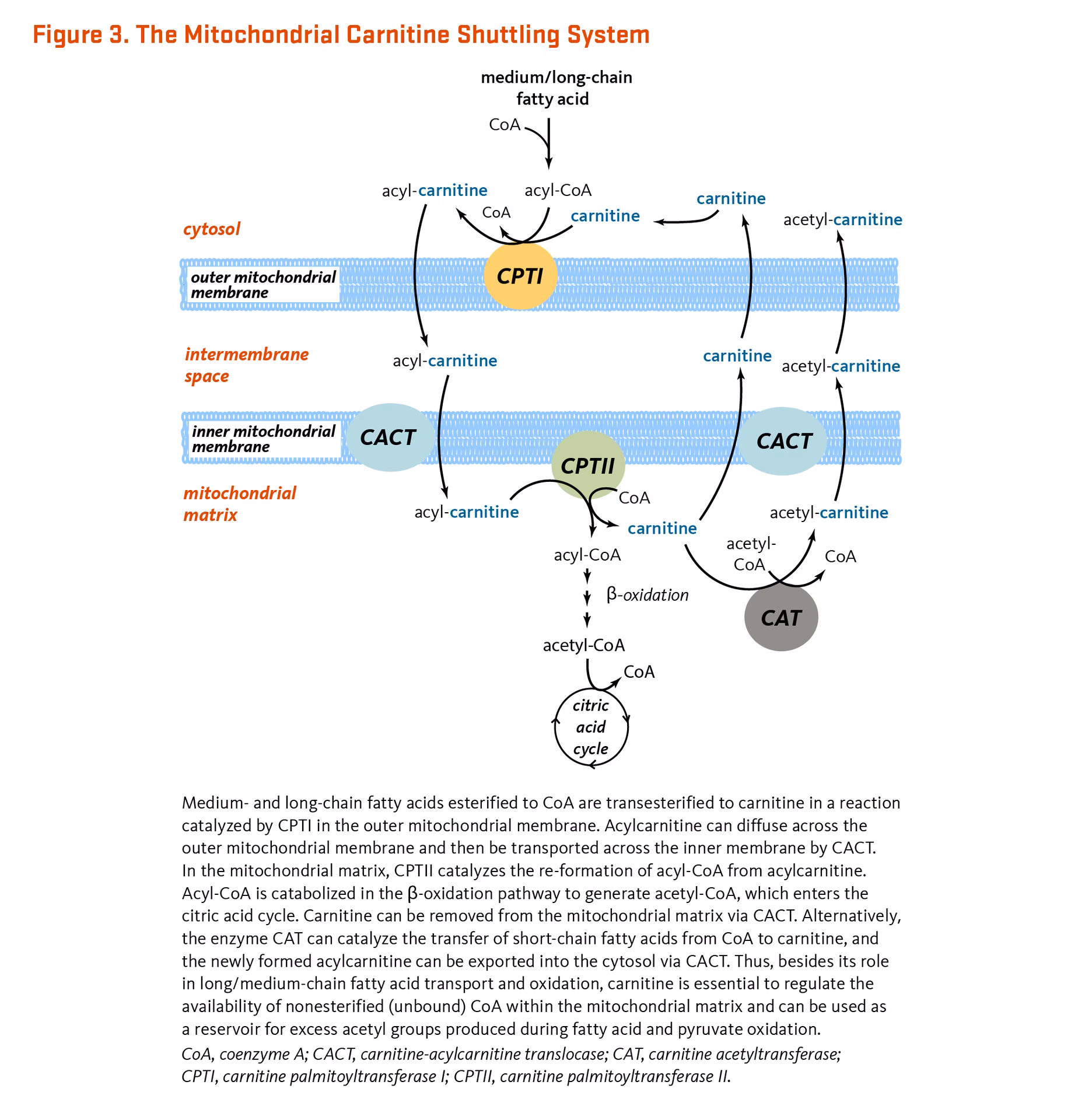 What are the side effects of Carnitor (Levocarnitine)?