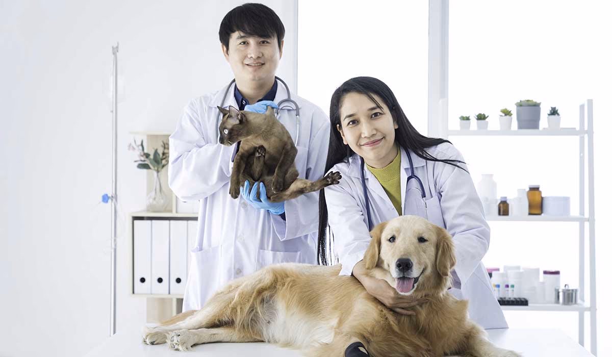 What is the difference between veterinary clinics and animal hospitals?