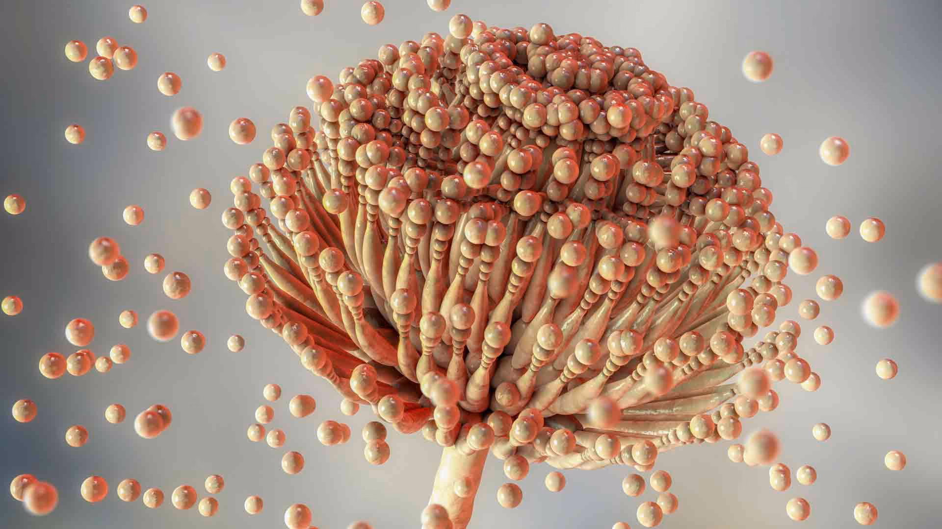 Is polyglyceryl-3 diisostearate a good emulsifier for water in oil?