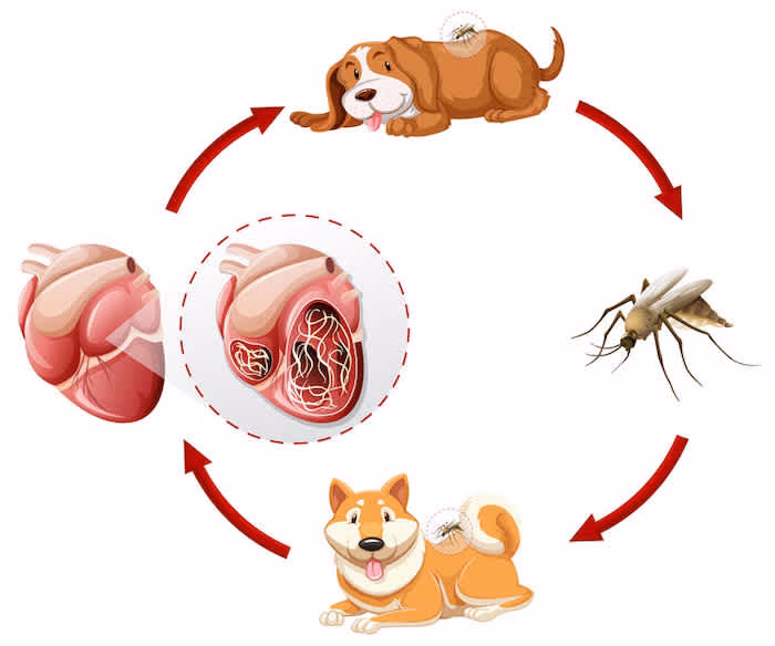 Is flea & tick medicine necessary in the winter?