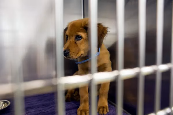 Does PETA help broken animals?