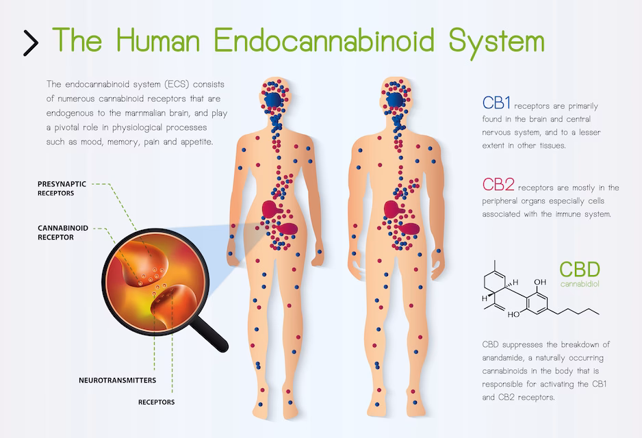 Does cannabis cause tachycardia?