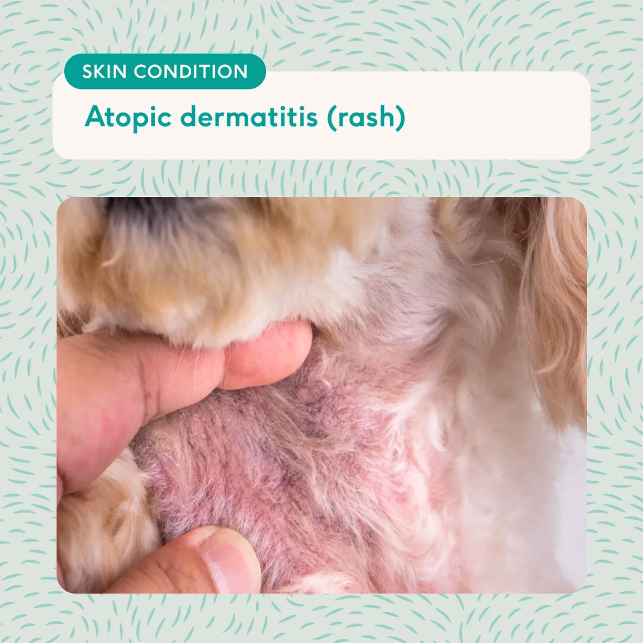 What causes skin allergies in dogs?