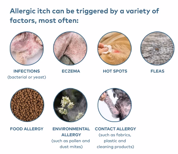 What causes allergies in dogs?