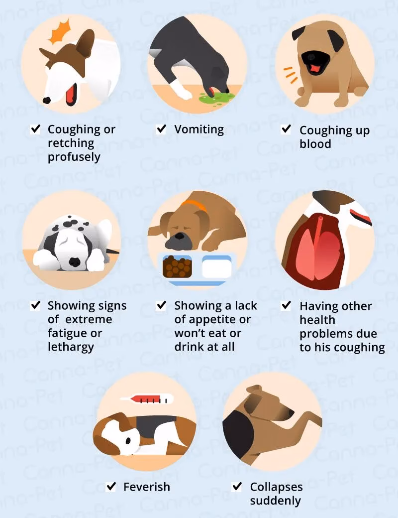 How do I know if my dog has kennel cough?