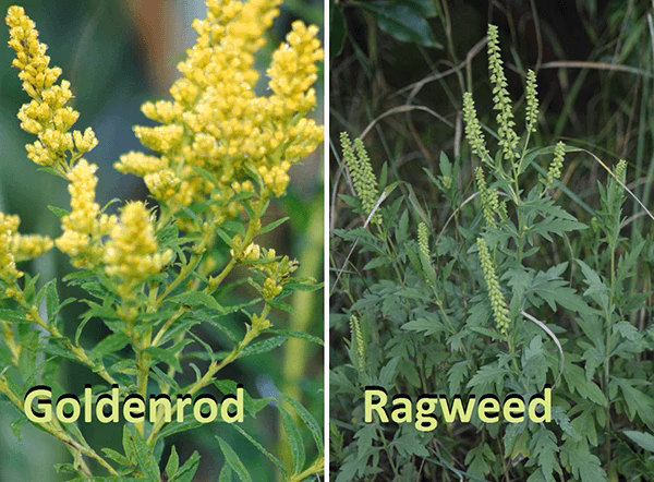Does ragweed cause allergies in dogs?