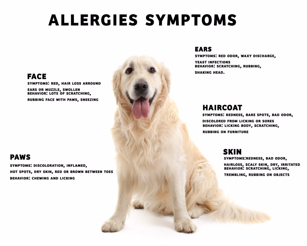 What are the symptoms of dog allergies to food?