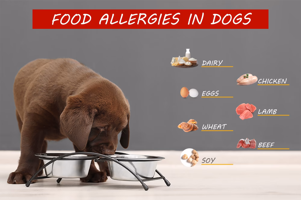 What percentage of dogs have food allergies?