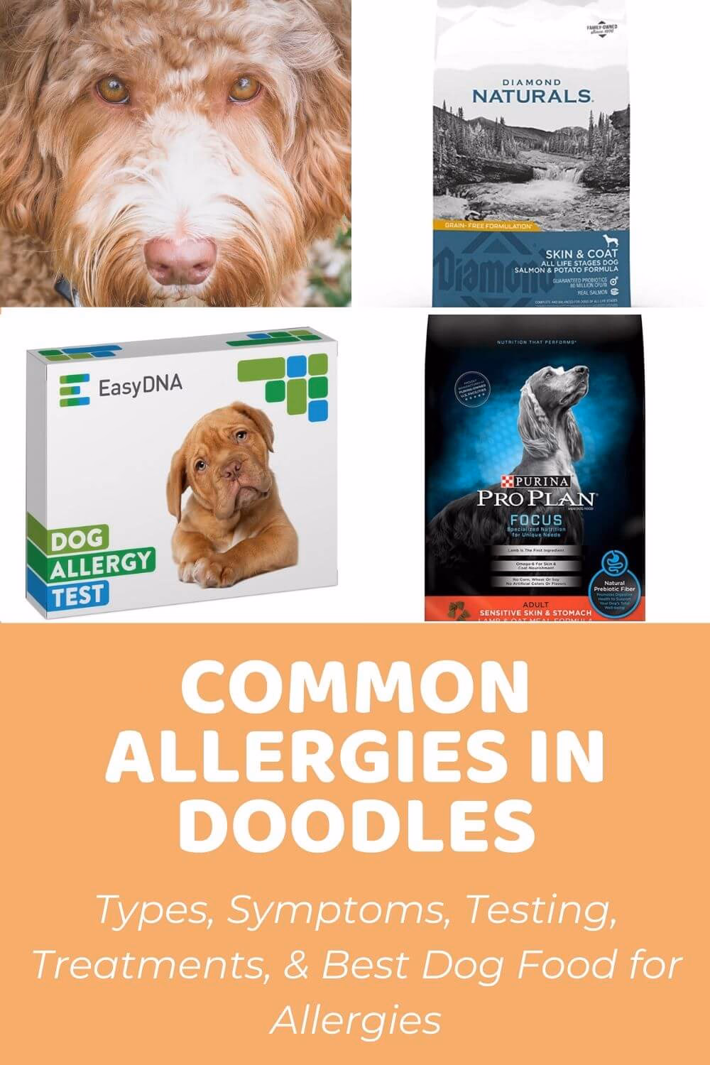 How do I know if my goldendoodle has allergies?