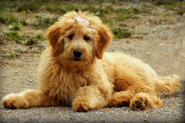Wie finde ich einen Goldendoodle?