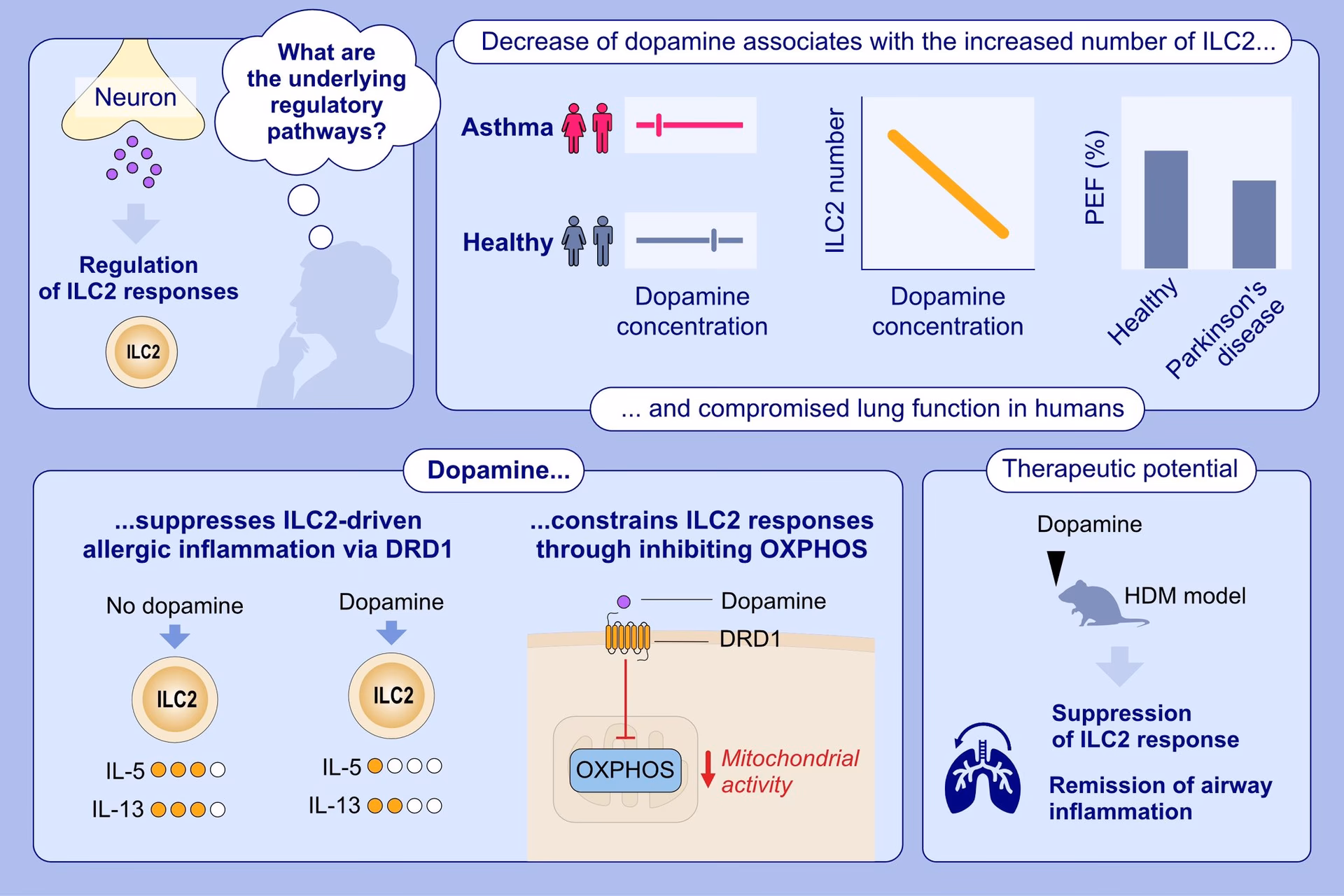 Does dopamine reduce airway inflammation in mice?