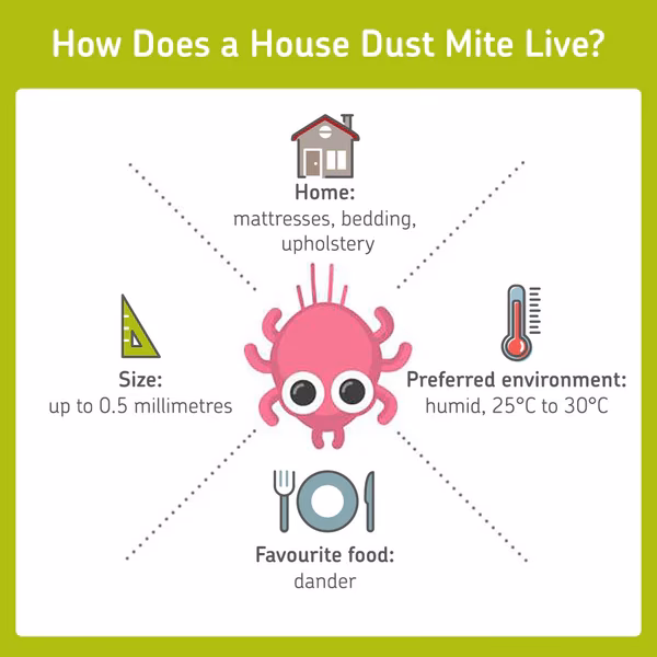 Should you take a morning shower if you have dust mites?