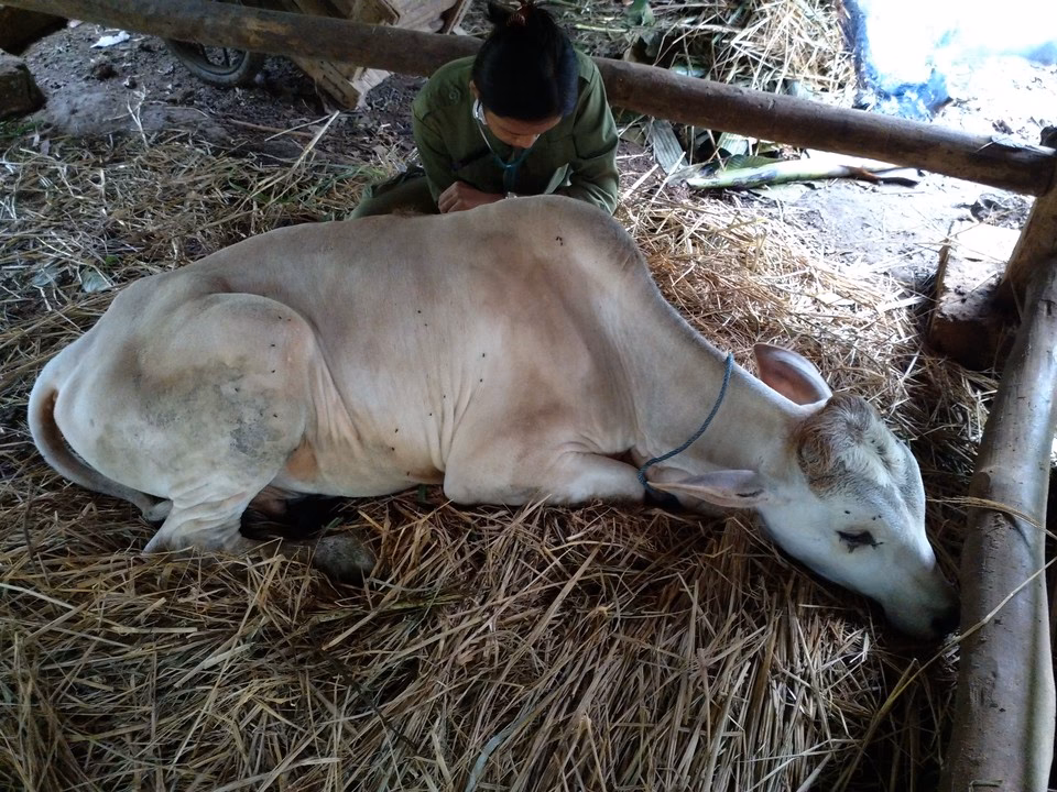 What is Bovine ephemeral fever & how is it spread?