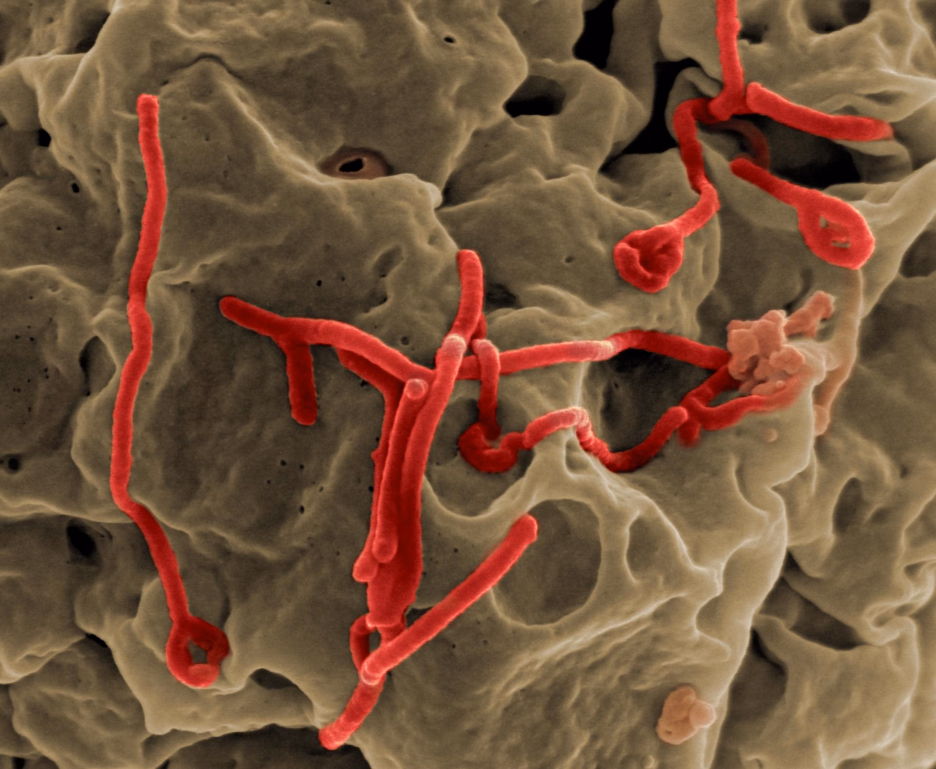 What is the cultural impact of Ebola?