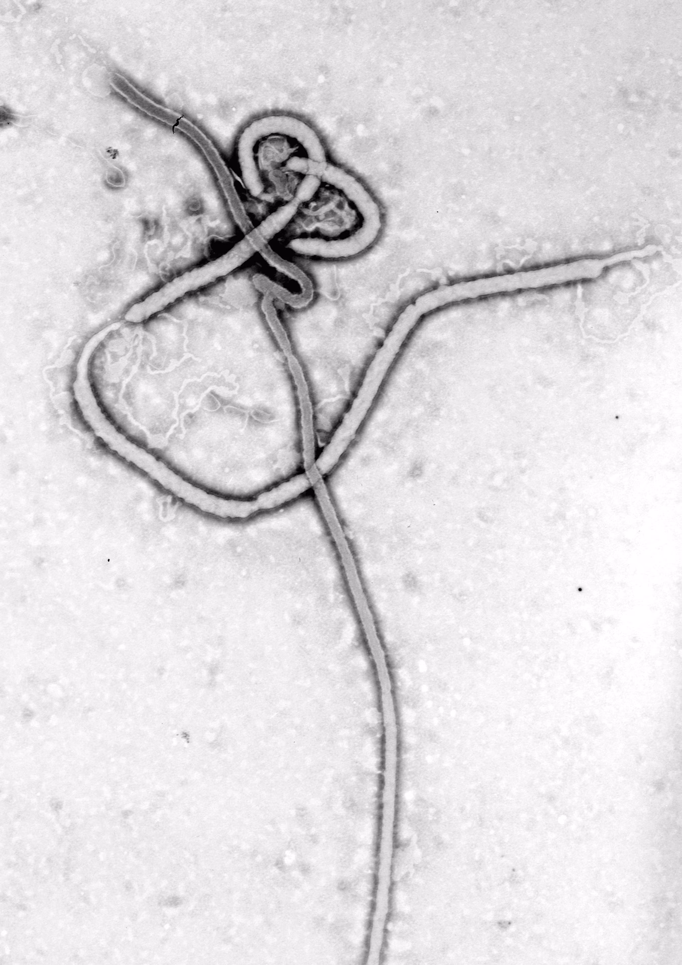 Is Ebola 3 a single player game?