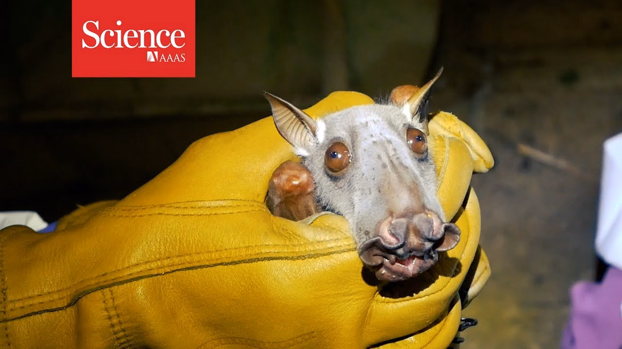 How does the Ebola virus evolve in bats?