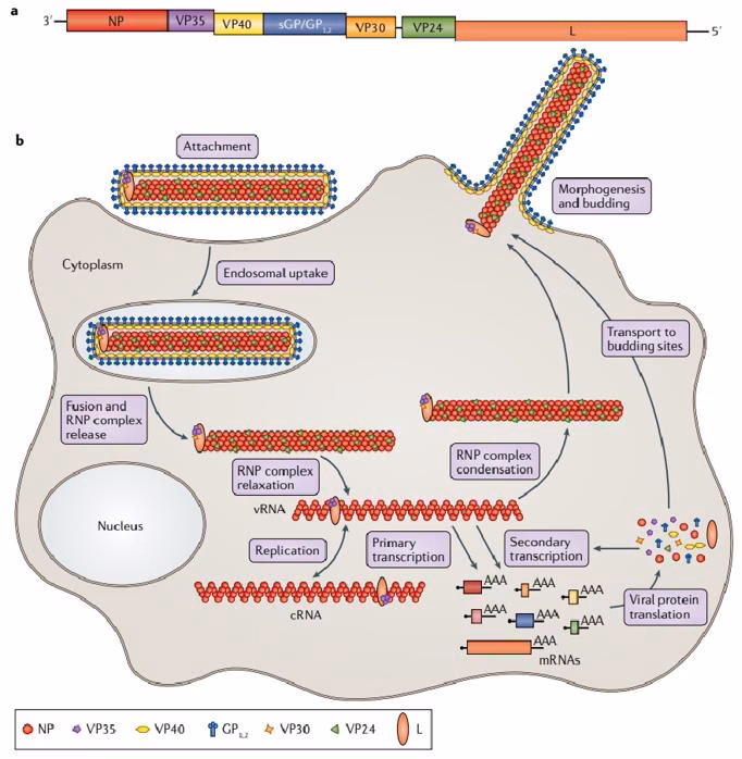 How does the Ebola virus infect host cells?
