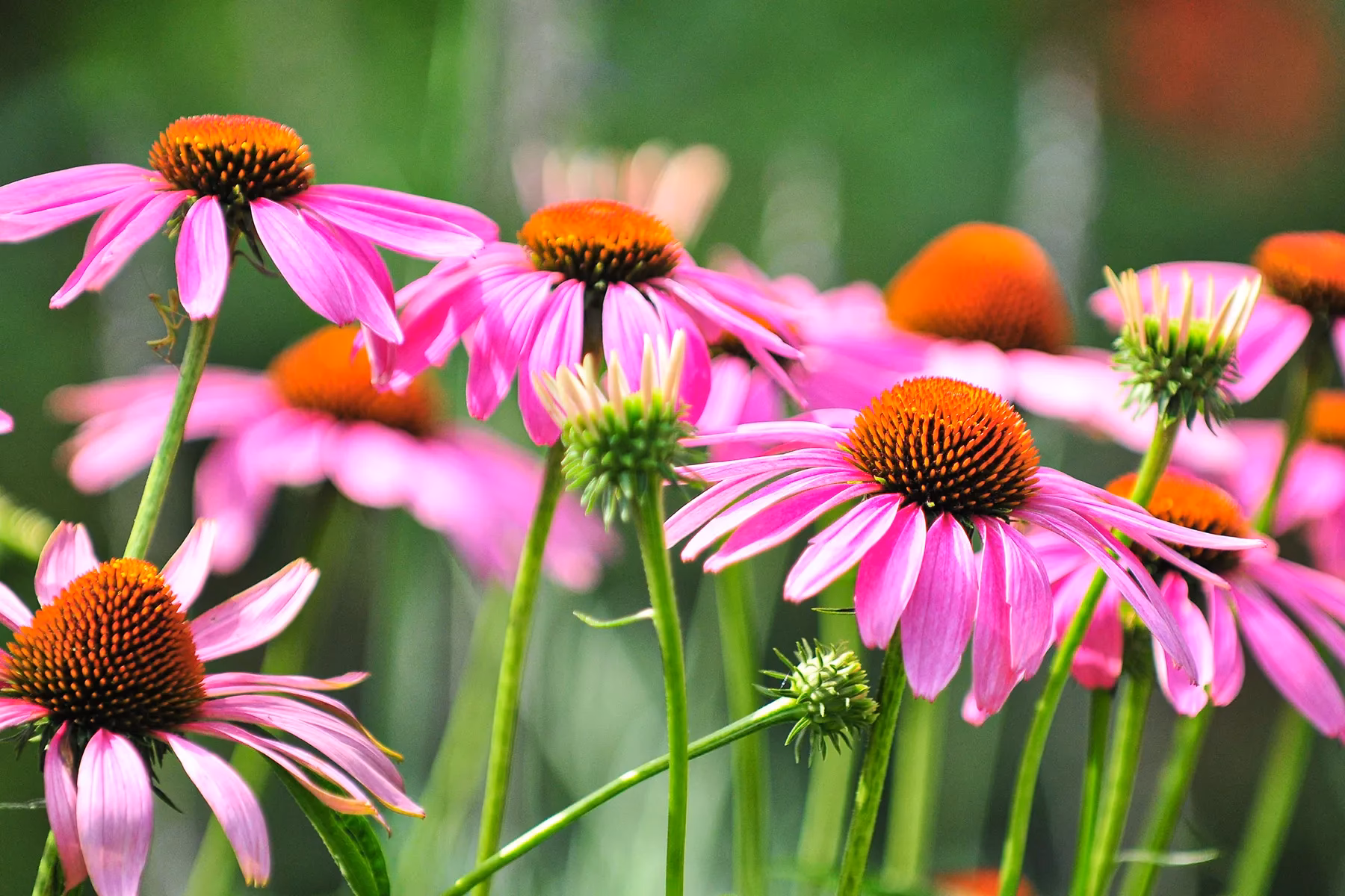 What are the health benefits of Echinacea?
