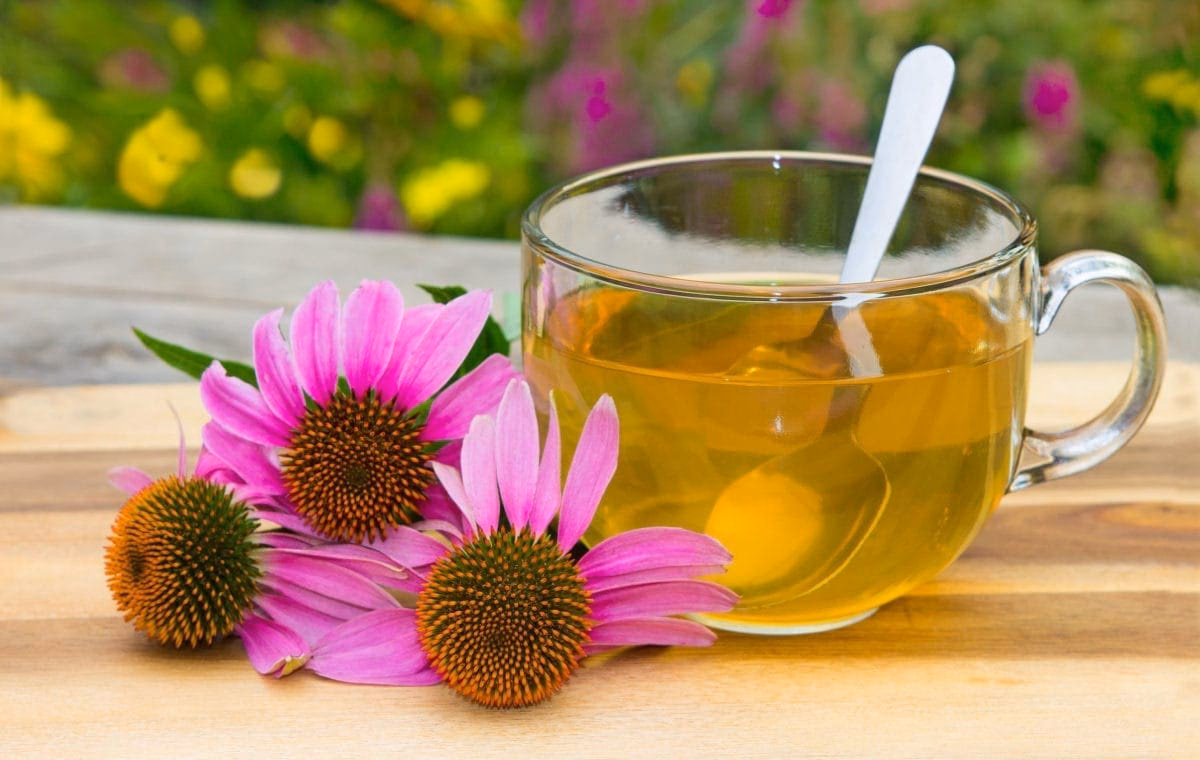 What are the health benefits of Echinacea?