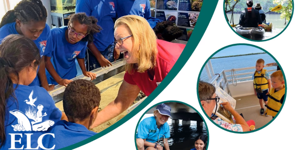 What are the terms used in the ELC?