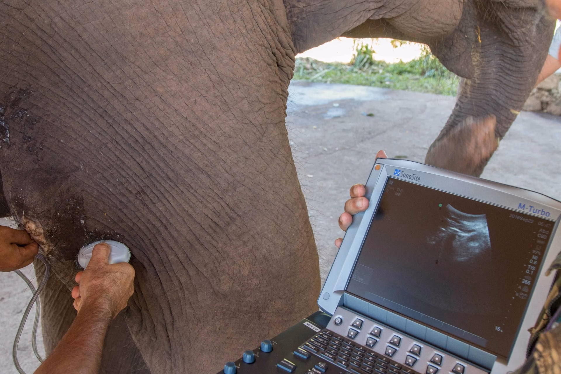Do elephants need medical care?