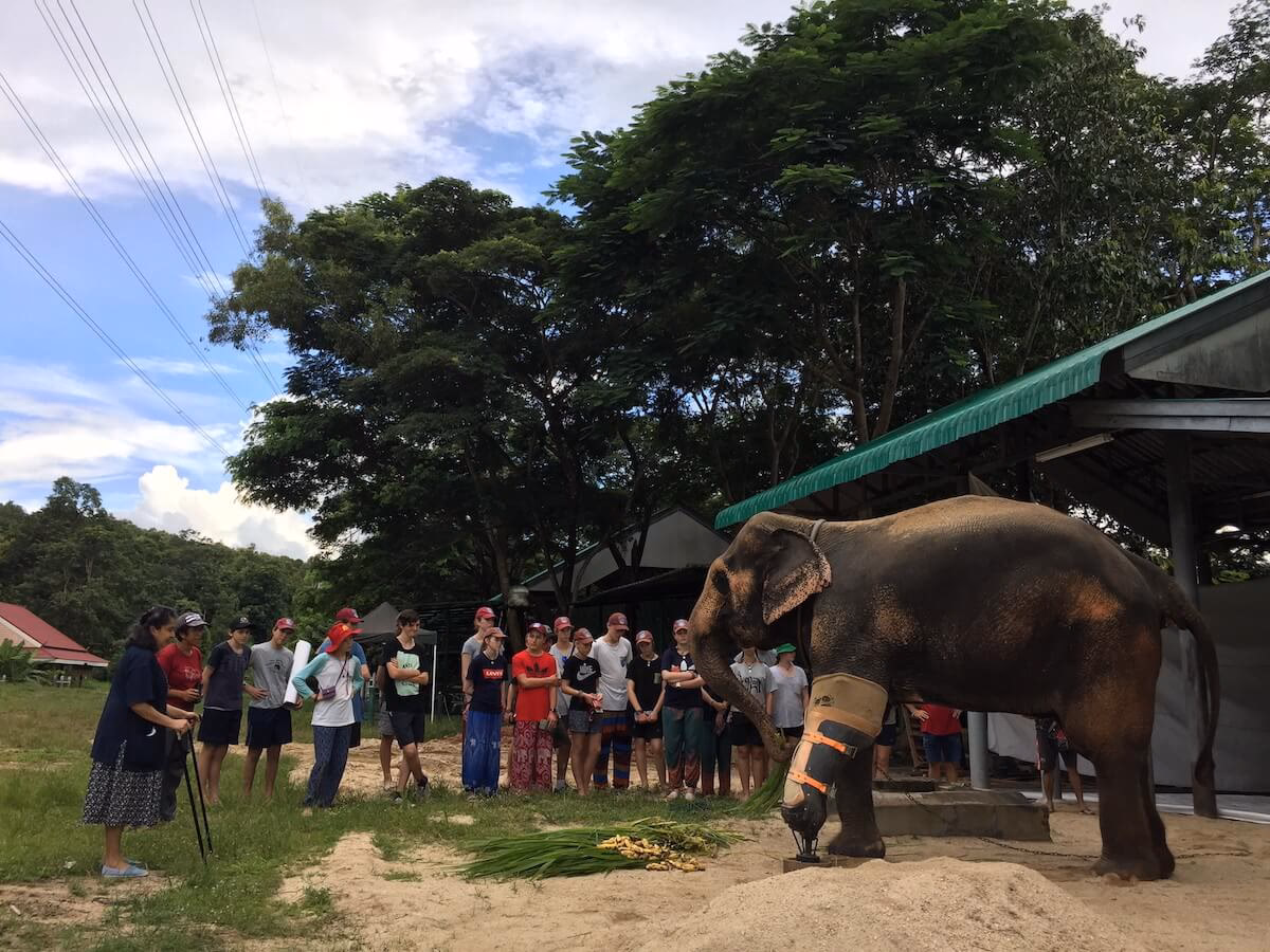 What is the world's first elephant hospital?