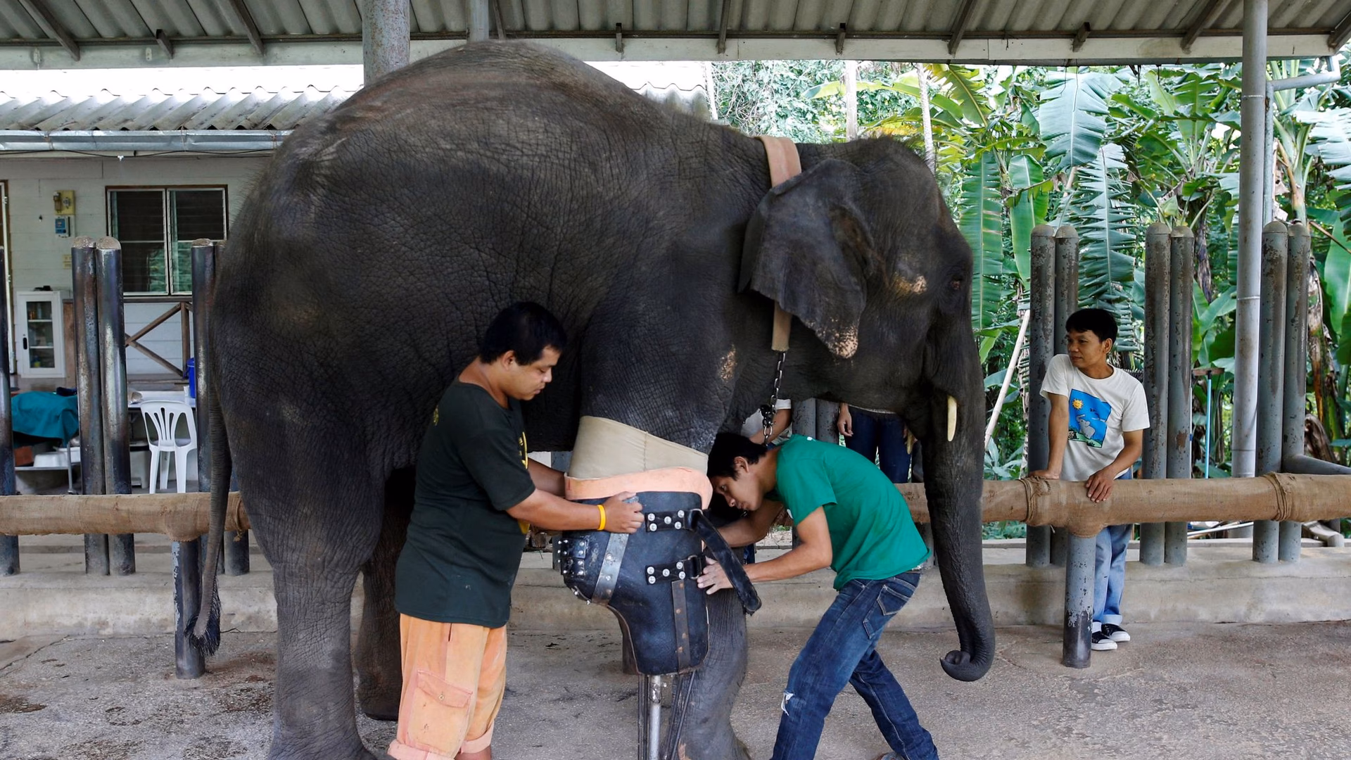 What is the Thai Elephant refuge?