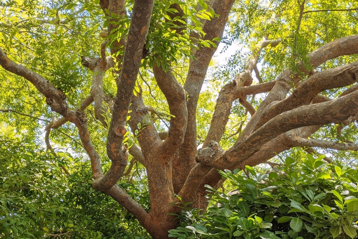 Are elms allergenic?