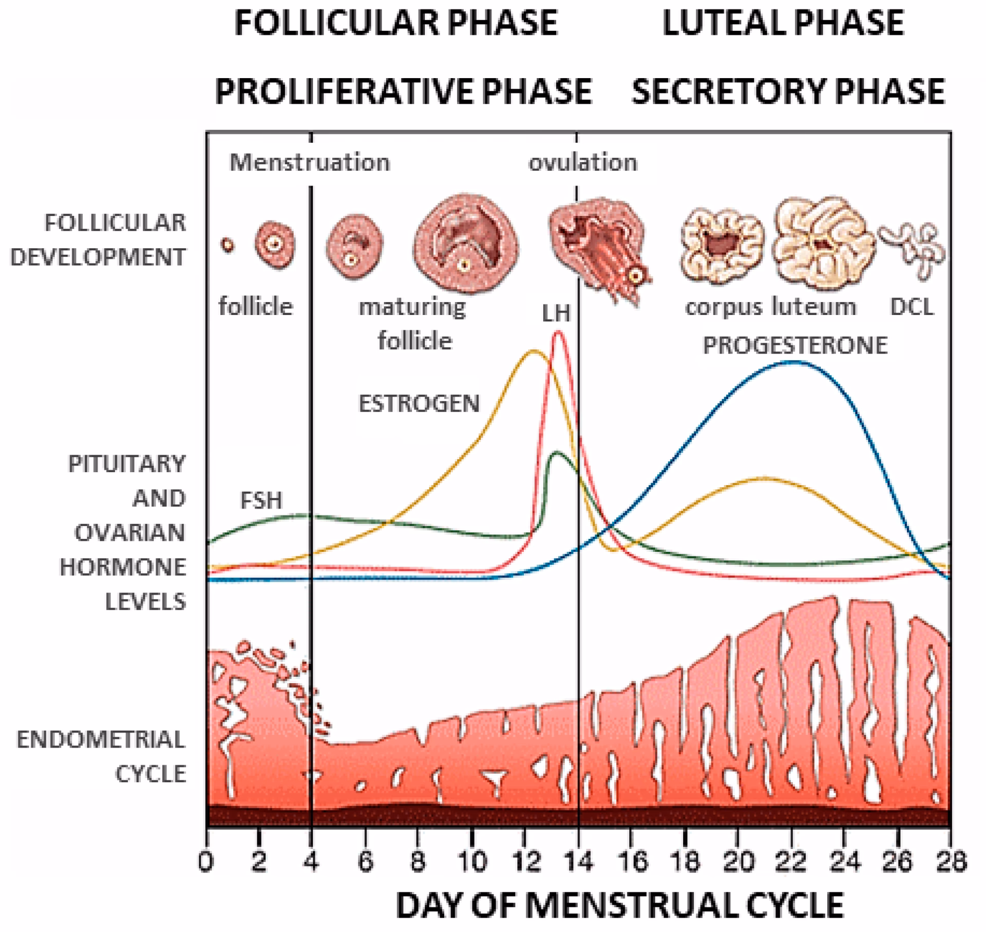 What are the different types of endometrial preparation?