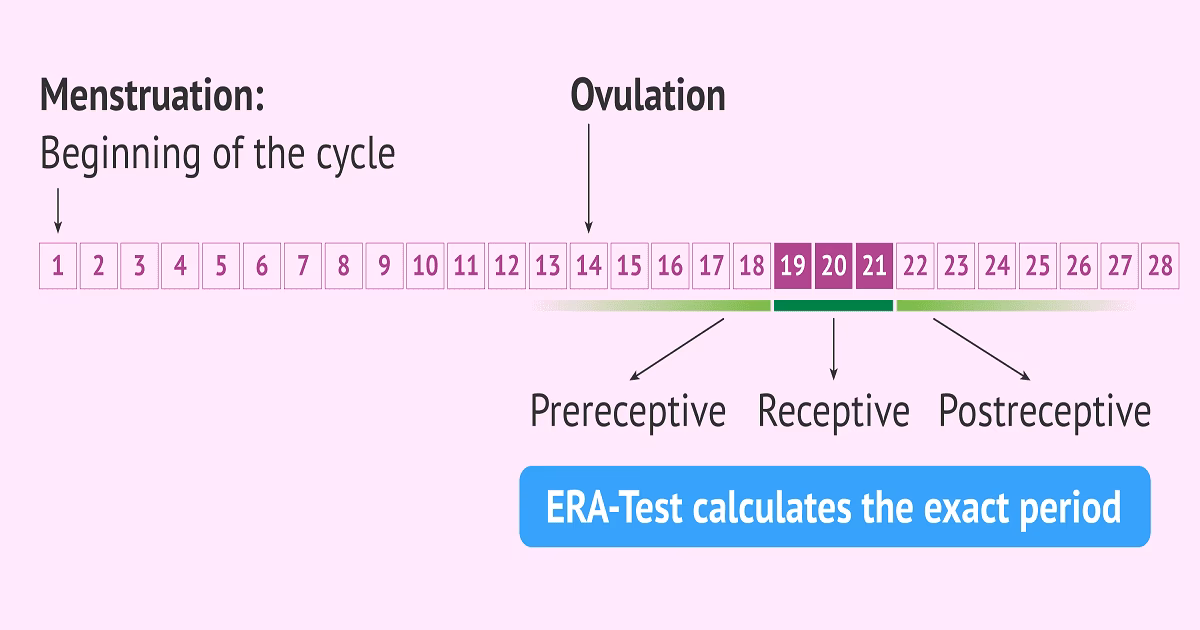 What is endometrial receptivity?