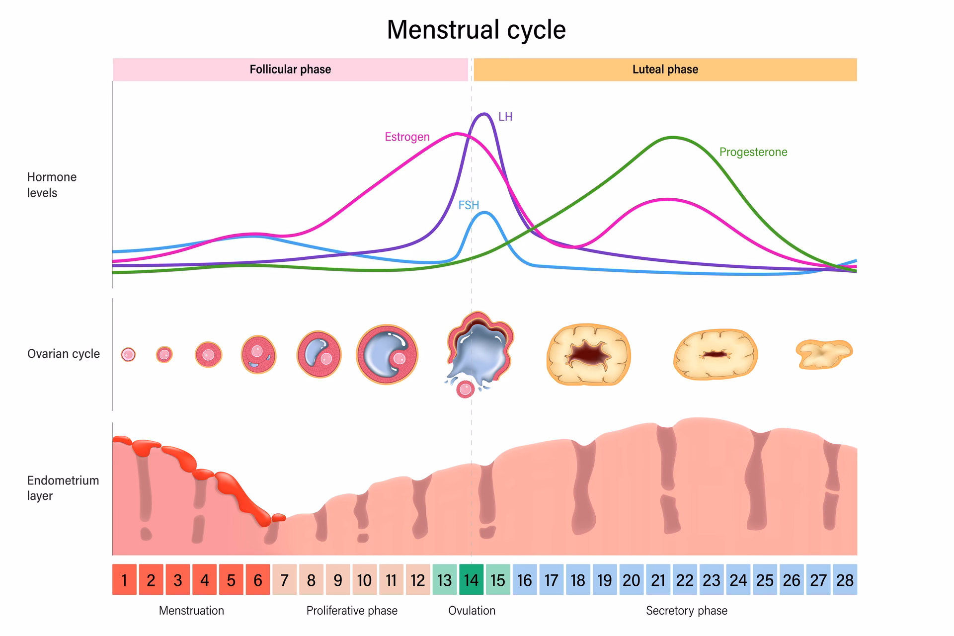 How can we identify markers of endometrial receptivity?