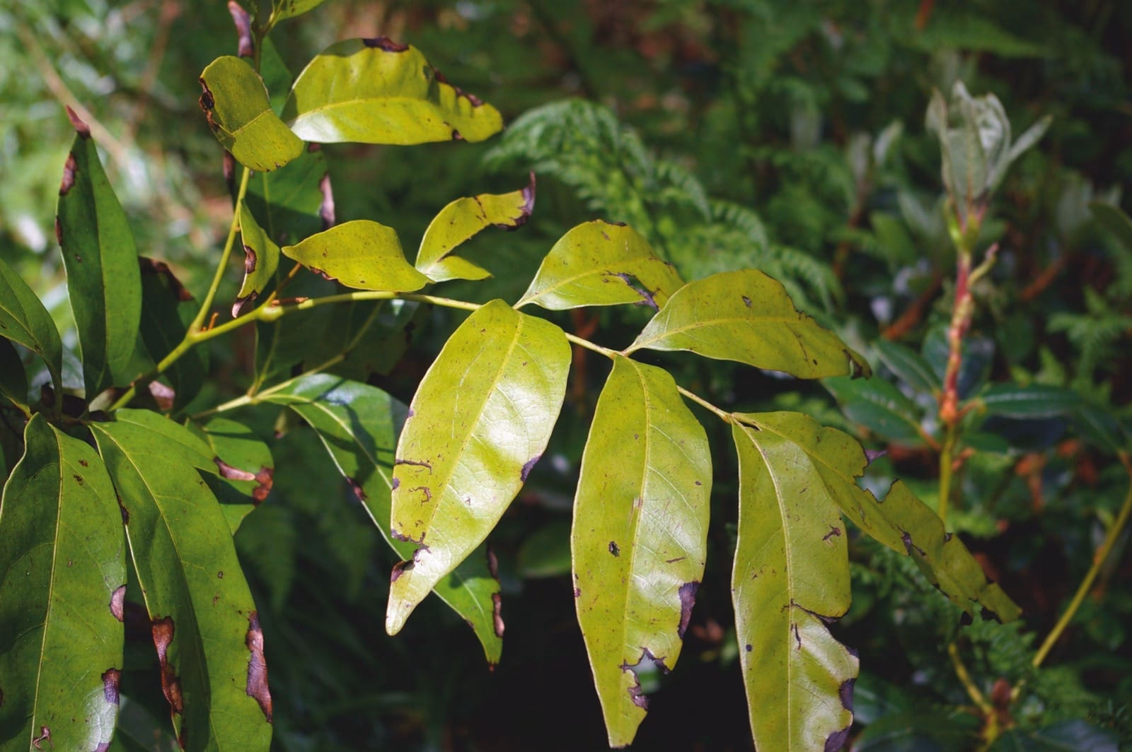 Is Engelhardtia roxburghiana a threat?