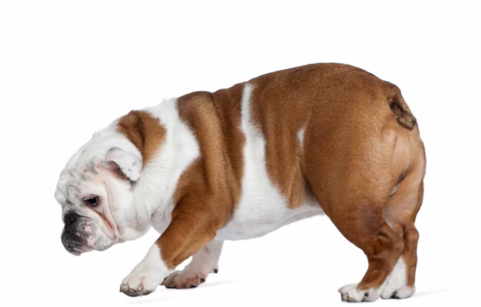 Do Bulldogs have skin allergies?