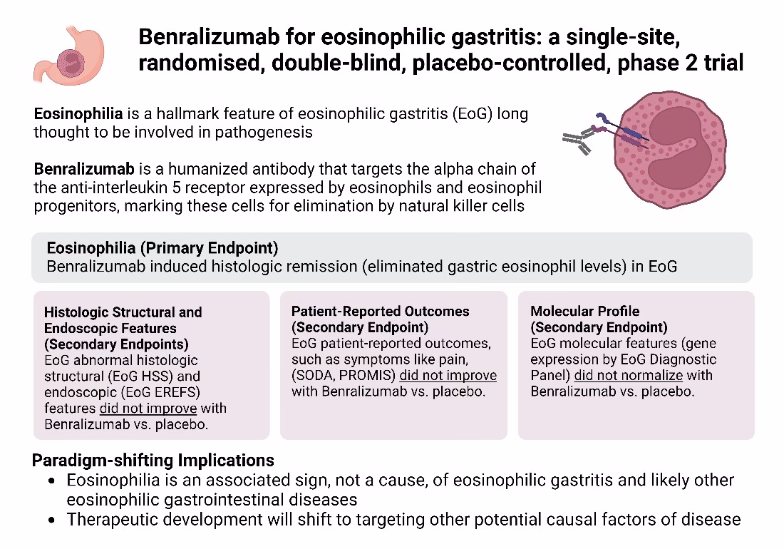 What causes eosinophil accumulation and inappropriate activation in allergic asthma?