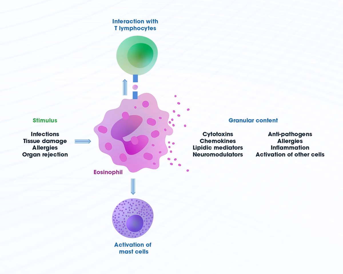 Do human eosinophils express IgE?
