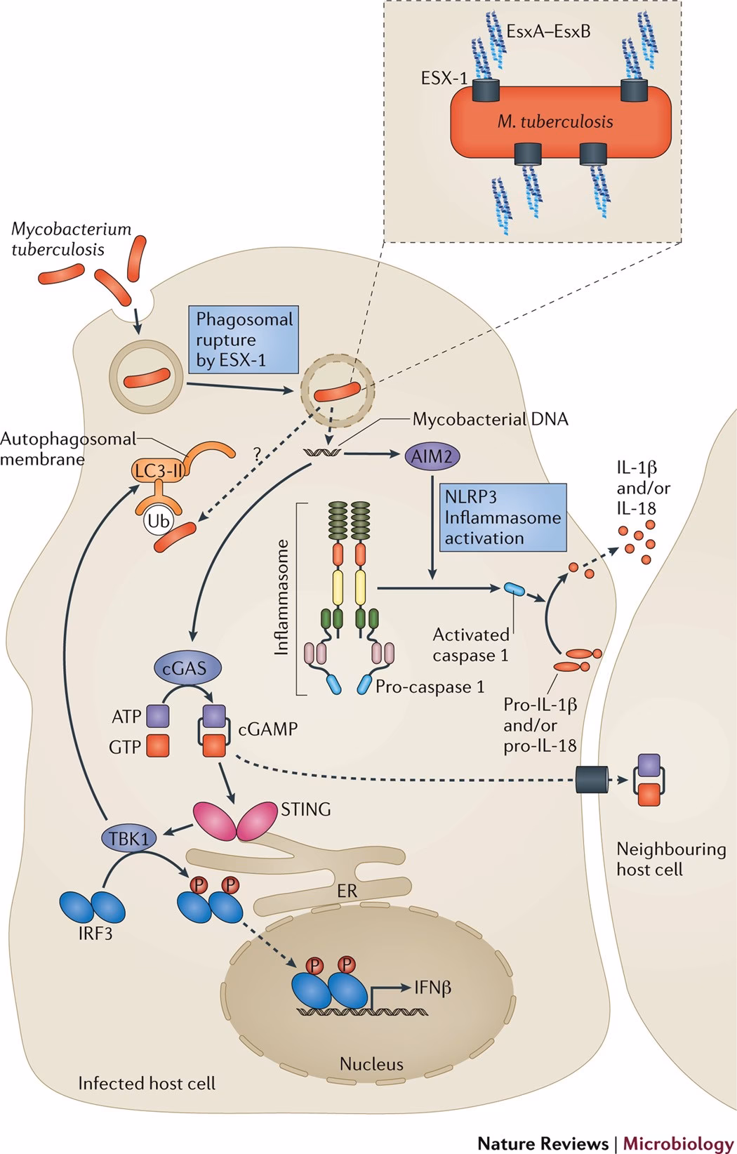 Does Mycobacterium tuberculosis ESX-1 promote virulence in lung mononuclear phag?