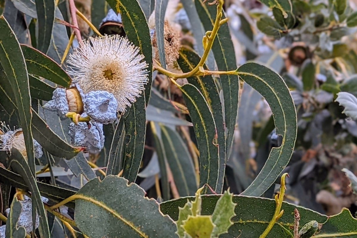 Can Eucalyptus cause hay fever?