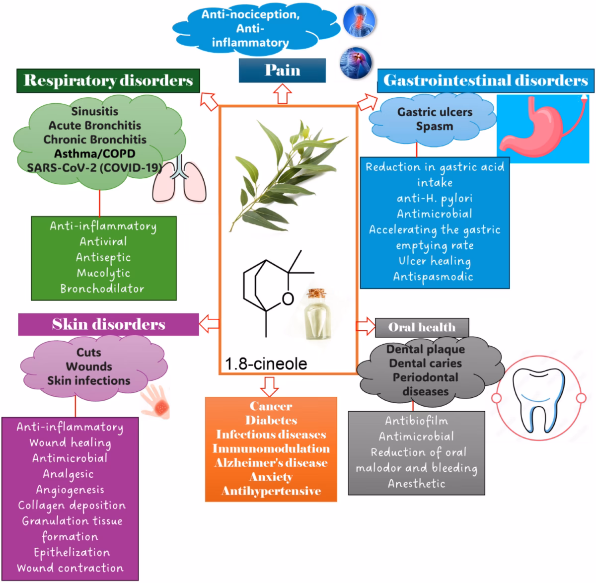 What is eucalyptus tree?