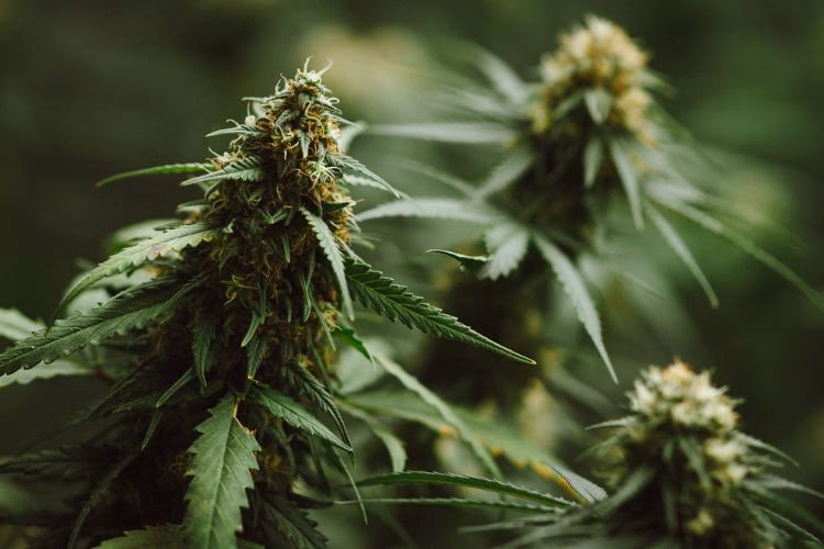 When did EDQM publish a new monograph on cannabis flower?