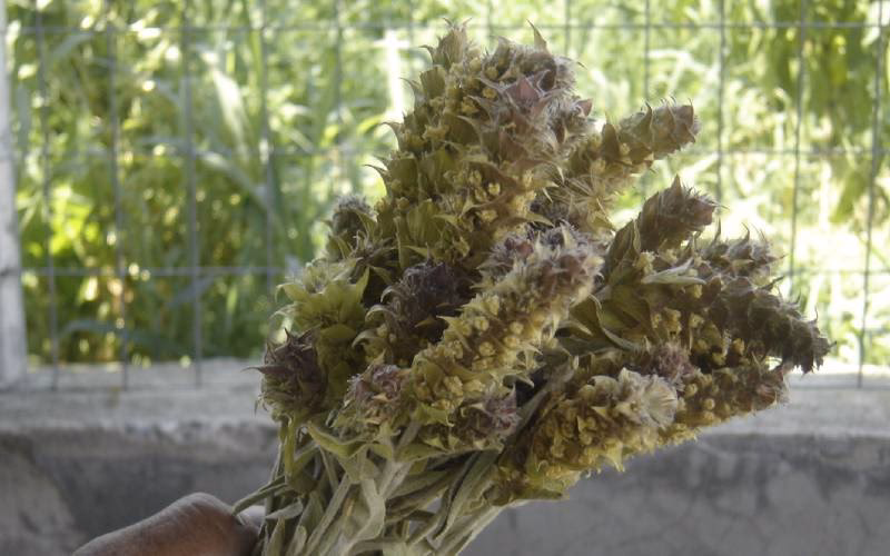 What does Europam do?