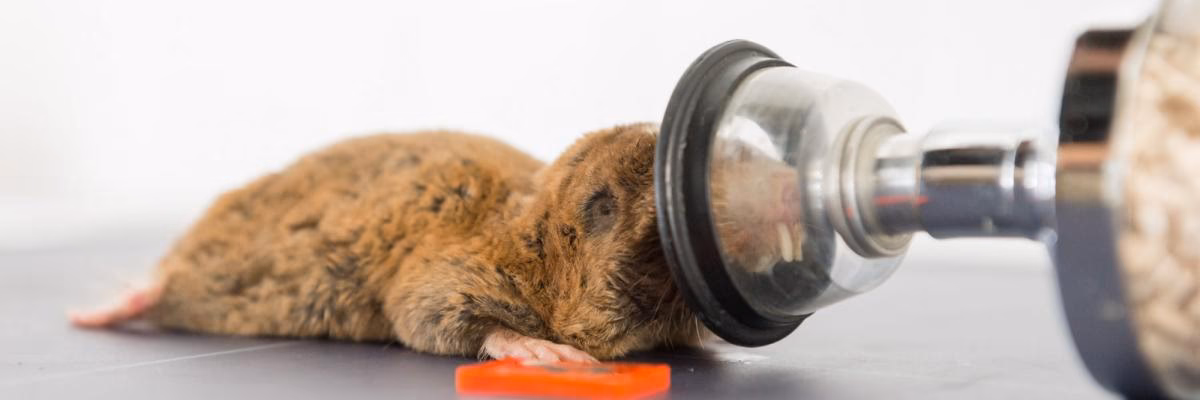 What is eczm certification?