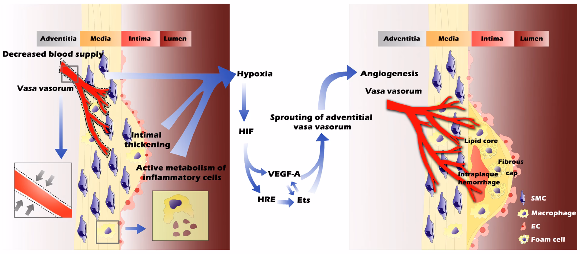 What is Vasa – European Journal of vascular medicine?